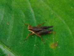 Batrachidea