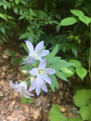 Campanula lactiflora