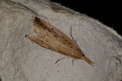 Schoenobius gigantella