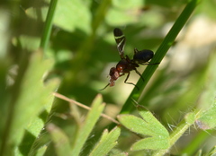 Tritoxa cuneata