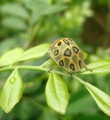 Sphaerocoris annulus