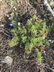 Pulsatilla tenuiloba