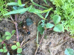 Camponotus semitestaceus