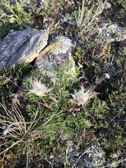 Pulsatilla tenuiloba