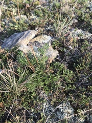 Pulsatilla tenuiloba
