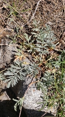 Potentilla breweri