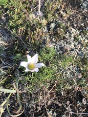 Pulsatilla tenuiloba