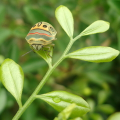 Sphaerocoris annulus
