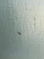 Lepidoptera