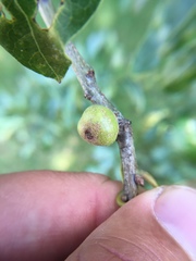 Callirhytis quercusgemmaria