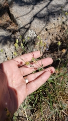Potentilla breweri
