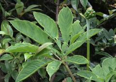 Arisaema tortuosum