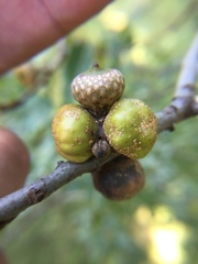 Callirhytis quercusgemmaria