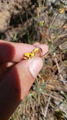 Potentilla breweri