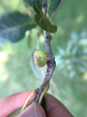 Callirhytis quercusgemmaria