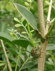 Sphaerocoris annulus