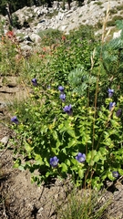 Gentiana calycosa