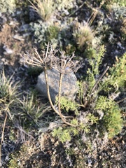 Ferulopsis hystrix