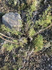 Ferulopsis hystrix