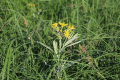 Jacobaea paludosa lanata