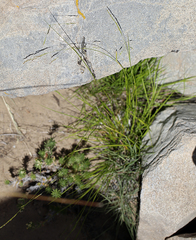 Piptatheropsis micrantha