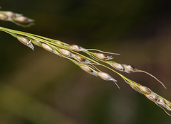 Piptatheropsis micrantha