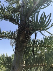 Megatibicen dorsatus