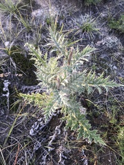 Echinops latifolius