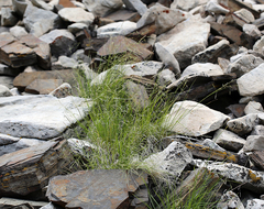 Piptatheropsis micrantha