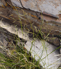 Piptatheropsis micrantha