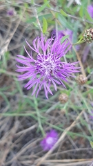 Centaurea jacea timbalii