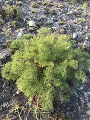 Pulsatilla tenuiloba