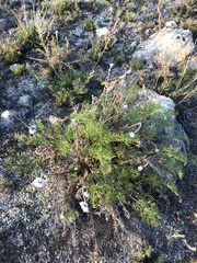 Pulsatilla tenuiloba