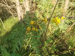 Tanacetum vulgare