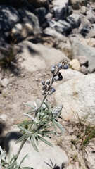Lupinus argenteus palmeri