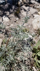 Lupinus argenteus palmeri