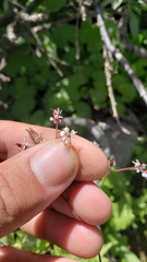 Micranthes odontoloma