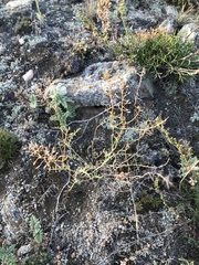 Smelowskia alba
