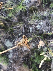Ferulopsis hystrix
