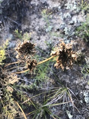 Ferulopsis hystrix