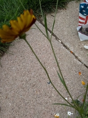 Coreopsis tinctoria