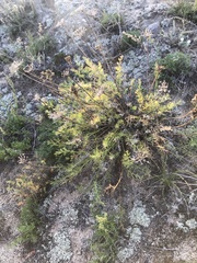 Ferulopsis hystrix