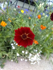 Coreopsis tinctoria