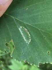 Phyllonorycter obscuricostella