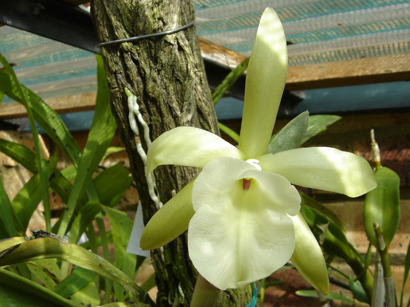 Brassavola glauca Lindl. 3