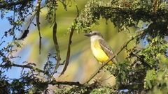 Tyrannus melancholicus