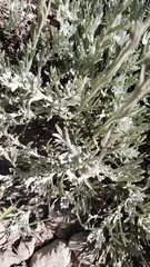 Artemisia arbuscula