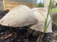 Fungi