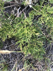 Pulsatilla tenuiloba