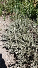Artemisia arbuscula